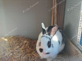 2yr old female rabbit