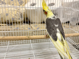 Hand tame cockatiel