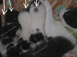Kittens