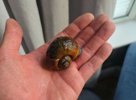 Very large mystery apple snail