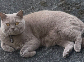 British shorthair for sale