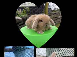 Mini lop rabbits