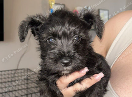 Miniature Schnauzers