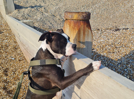 American bully