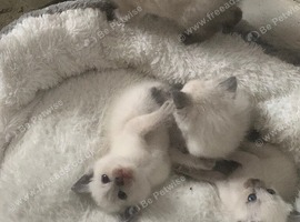 Beautiful blue point Ragamess kittens