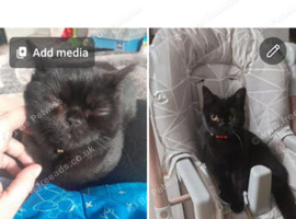 Black British Shorthair