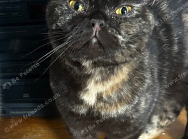 Beautiful chocolate tortie female Bsh