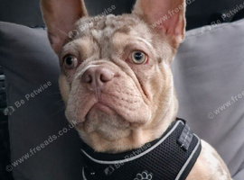French bulldog