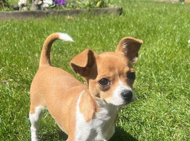 COCO- Chihuahua