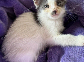 Gorgeous blue and white kittens