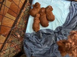 Pritypuppes