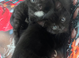Black kittens