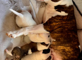 Male Miniature Bull Terrier