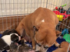Staffordshire bull terrier puppies