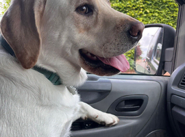 Beautiful 2 year golden Labrador
