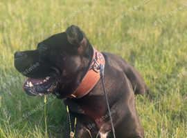 Cane Corso Proven Stud 5+ litters
