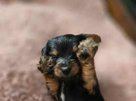Yorkshire Terrier pups ready 24th June