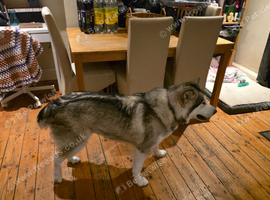 Advertising again due to time wasters at 14 month old female Alaskan Malamute