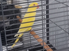 Beautiful lutino young talking parrot