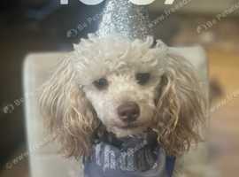 Monty Moonshine KC Caf au Lait Toy Poodle Stud