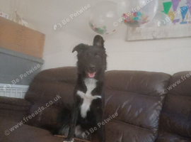 Collie x blue merl 10 month old female
