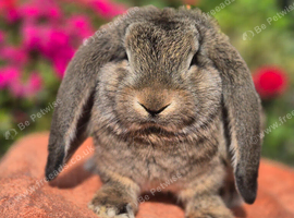 French Lop ready to go*