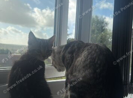 3 silver marble bengal cross kittens available!