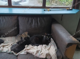 Kittens for sale lovely colours male female ready for there for ever home