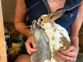 Rex rabbits ready now
