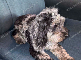 Merle cockapoo female