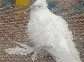 White frill back pigeons for sale
