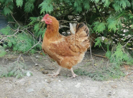 Laying hens for sale