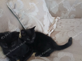 9 week old kittens