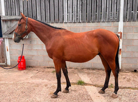 Beautiful 2yr Irish Sports Horse Gelding