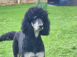 WAITING LIST...Midi bernedoodles