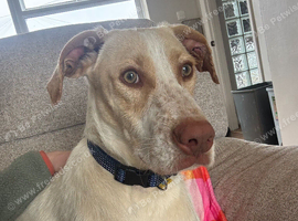 Young Lab x hound x pointer Mix