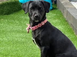 7 month old f2 cockapoo cross spaniel