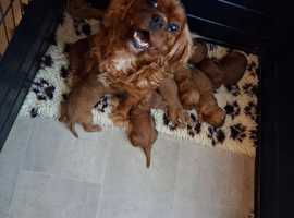 Health tested parents of beautiful cavapoos