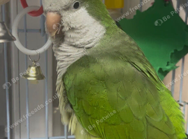 1 year old quaker