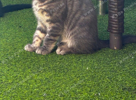 Kittens
