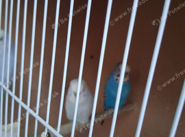 New baby budgies