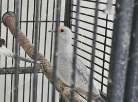 Bonded pair diamond doves