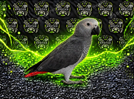 African Grey Babies