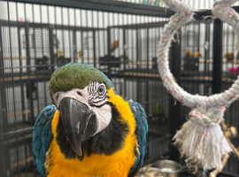 Hand Reared Baby Blue & Gold Macaw