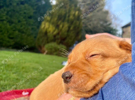 Beautiful KC Registered Fox Red Labrador Retriever Puppies
