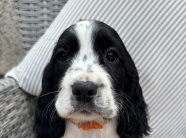 Stunning cocker spaniel puppies