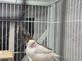 Bengalese finches