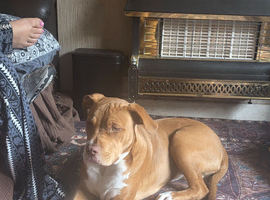Whiskey staffy cross male for sale