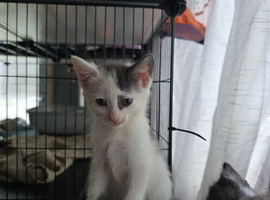 Kittens for new homes