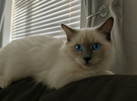 Stud ragdoll